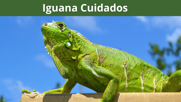 Cuidados de una iguana