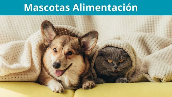 alimentos que nunca debes de dar a us mascoas