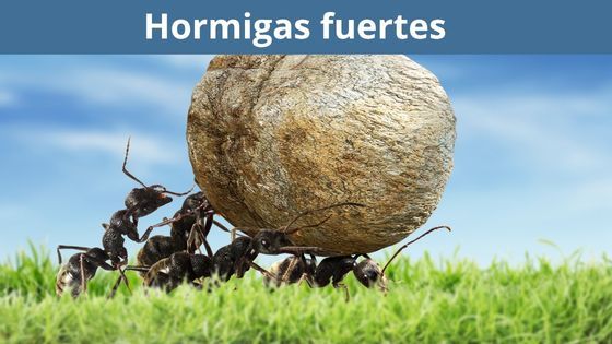 la razn por la cual las homigas son fuertes